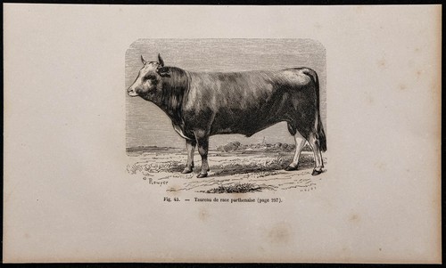 1860 toro razza parthenaise - 1860,