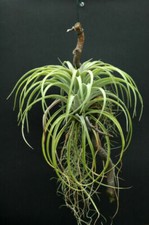 TILLANDSIA UTRICULATA - AIR PLANT, 10 SEMI SELEZIONATI