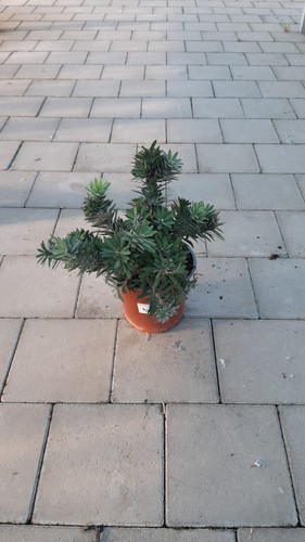 Callistemon little john - callistemon,