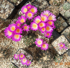 Mammillaria luethyi