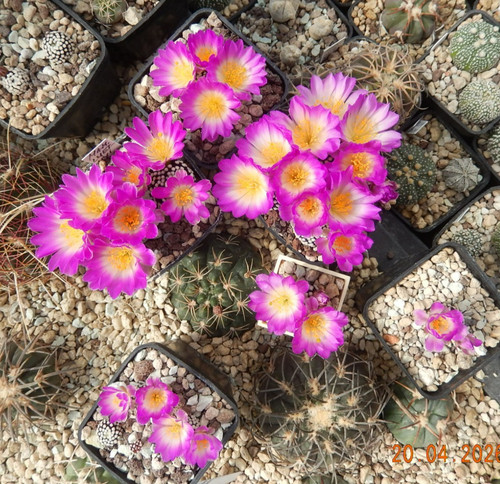 Mammillaria luethyi