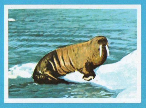 Animali tutto il - tutto,
