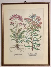 2 Quadri Botanica anni 70’ Cornice Noce ramino 32x42 cm.