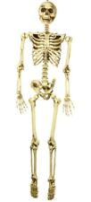 Scheletro appendibile snodato in plastica misura umana 160 cm