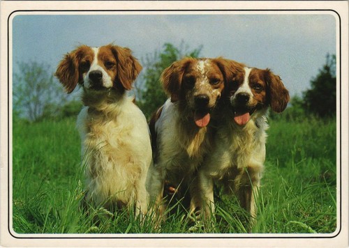 Old postcard epagneul - old,