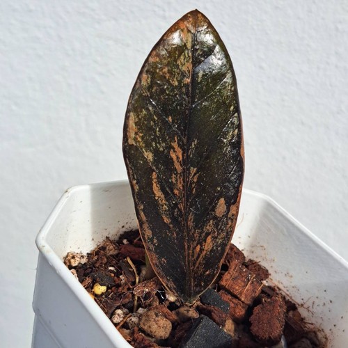 Zamioculcas zamiifolia verde - zamiifolia,