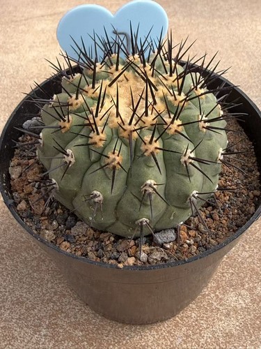 Copiapoa cinerea cactus - cinerea,