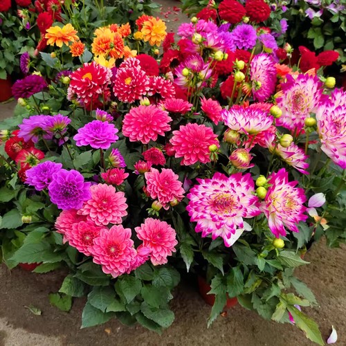 Zinnia california giant - zinnia,