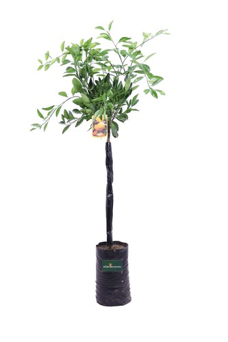 Pianta mandarino satsuma - di,