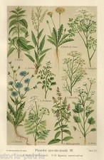 MEDICINA_ERBORISTERIA_PIANTE MEDICINALI_ERBE_ANICE_CICORIA_MENTA_ORTICA_ACETOSA