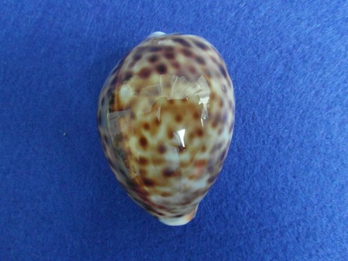 Cypraea tigris pardalis - cypraea,