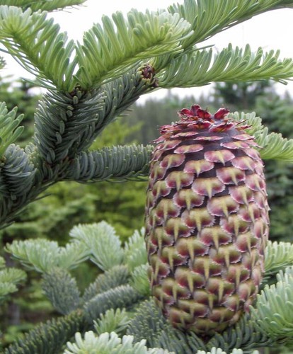 Abies nobilis procera nobile - nobilis,