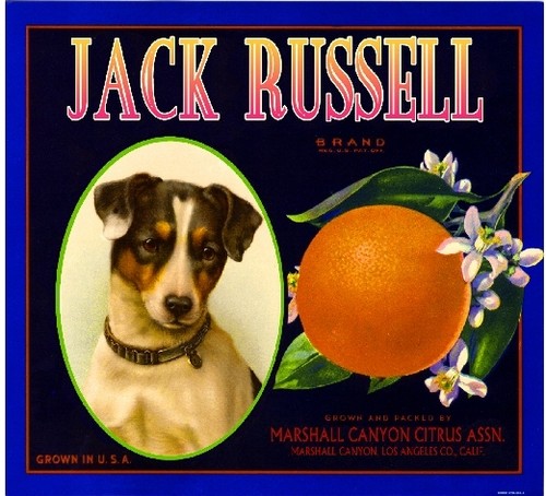 Marshall canyon jack russell - marshall,
