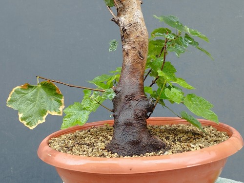 Pre bonsai acero campestre - pre-bonsai,