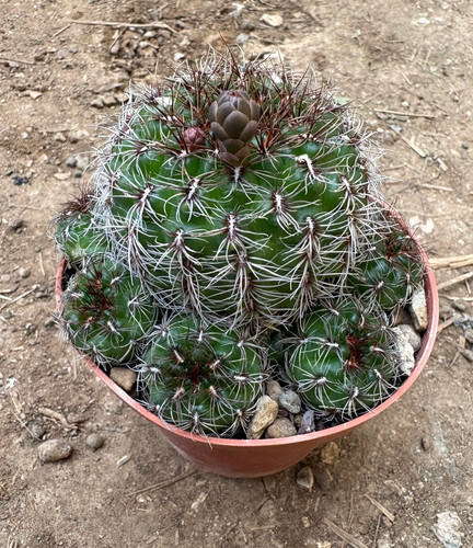 Gymnocalycium mesopotamicum - mesopotamicum,