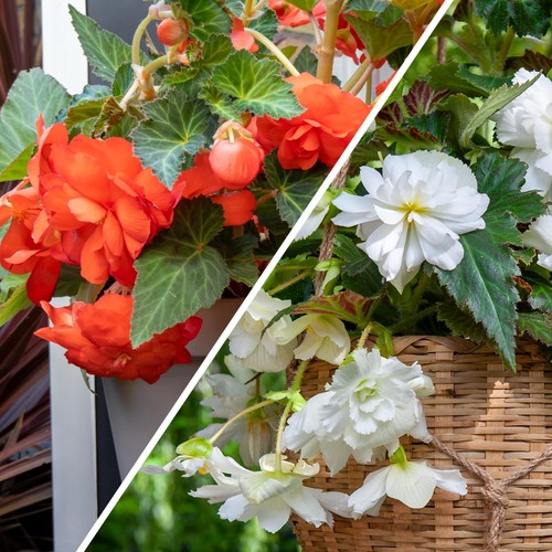 Bulbi begonia cascata - begonia,