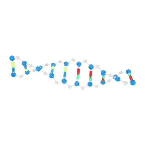 Modello genetico dna per - modello,