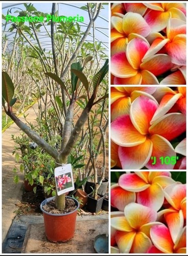 Pianta plumeria - pianta,