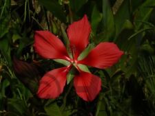 Hibiscus coccineus - pianta acquatica da laghetto/mastello/tinozza