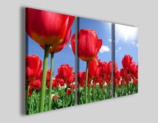 Quadri tulipani Red tulips stampe fiori rossi