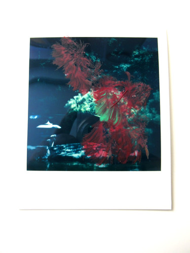 Araki polaroid originale - araki:,