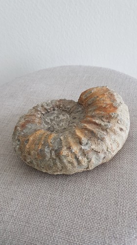 Ammonite fossile lumaca gesso - ammonite,