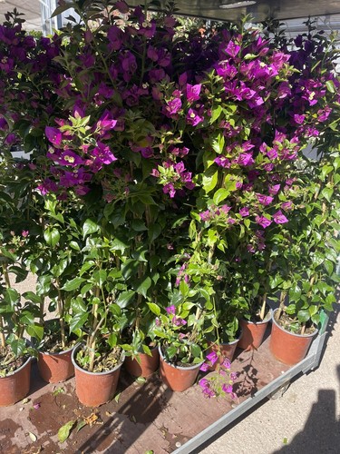 Bouganvillea viola rampicante - bouganvillea,