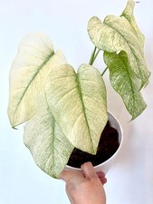 Rooted Monstera Deliciosa Mint