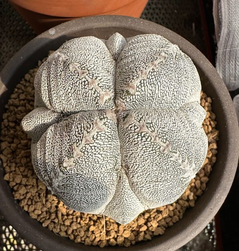 Raro astrophytum myriostigma - raro,
