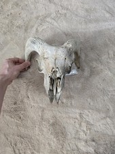 Teschio Vero Cranio Scheletro