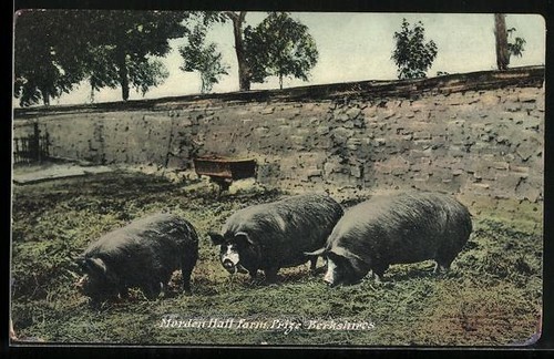 Norden hall farm - hall, farm,