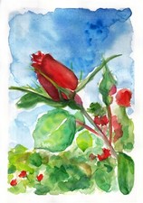 Acquerello fiore rosa rossa dipinto a mano 