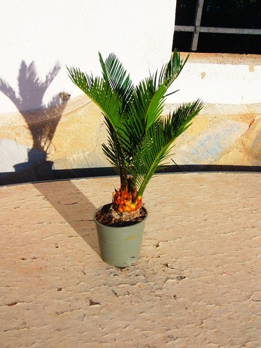 Felce palma cycas - palma,