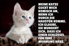 Targa top, varie misure