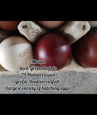 12 uova da cova Maran
