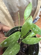 Hoya Gracilis Plant