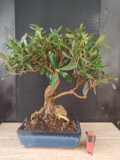 bonsai  olivo  h 48 cm visita