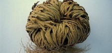 Maryam's palm herb per