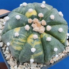 Astrophytum asterias