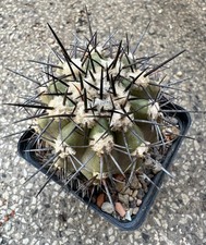 Copiapoa Dura 'RH 1782' Radici