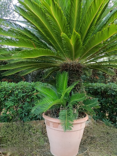 Pianta cycas revoluta - , di