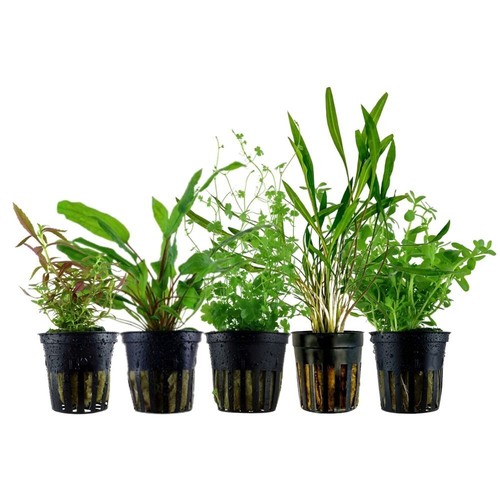 Piante set con - set, 5