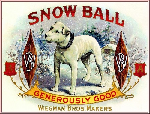 Snow ball english bull - snow,