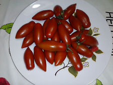 POMODORO SAN MARZANO, MINI, PICCOLO, DOLCE, RARO, NOVITà, 25 semi