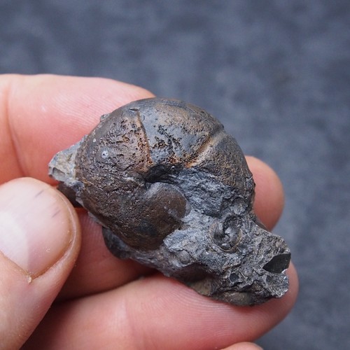 Discoclymenia ematite - discoclymenia,