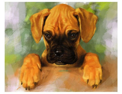 Artav boxer cucciolo cane - artav,