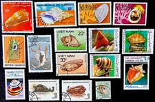 Conchiglie MLS 4 - Molluschi