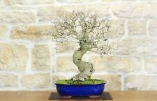 Bonsai di Gelso (63)