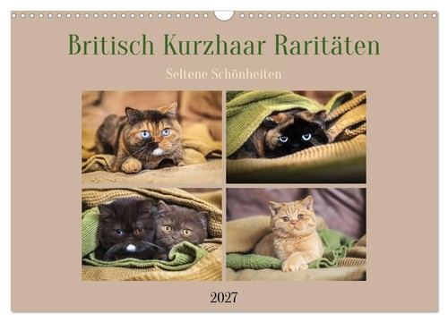 Britisch kurzhaar raritäten - kurzhaar,