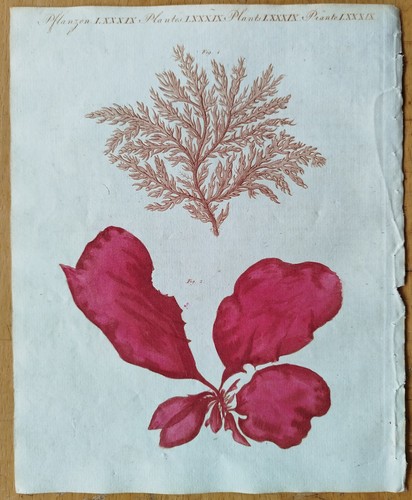 Alghe fucus bertoch stampa - bertoch,